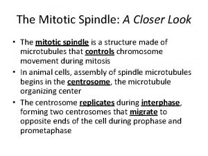 The Mitotic Spindle A Closer Look The mitotic