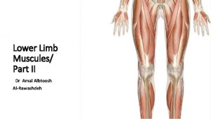Lower Limb Muscules Part II Dr Amal Albtoosh