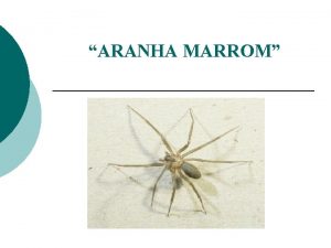 ARANHA MARROM ATENO Entre as aranhas venenosas existentes