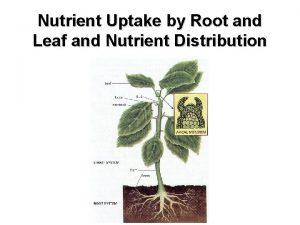 Nutrient Uptake by Root and Leaf and Nutrient