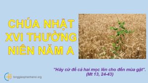 CHA NHT XVI THNG NIN NM A tonggiaophanhanoi