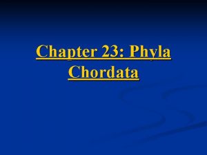 Chapter 23 Phyla Chordata Phylum Chordata n n