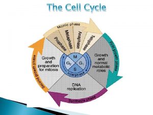 The Cell Cycle The Cell Cycle of Eukaryotic