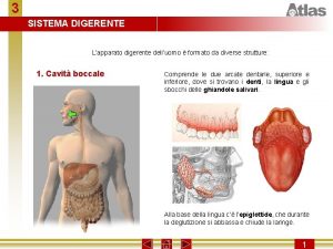 3 SISTEMA DIGERENTE Lapparato digerente delluomo formato da