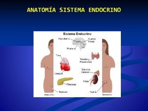 ANATOMA SISTEMA ENDOCRINO DEFINICION n El sistema endocrino