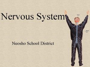 Nervous System Neosho School District Nervous System Organ
