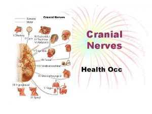 Cranial Nerves Health Occ Cranial Nerve I Nerve