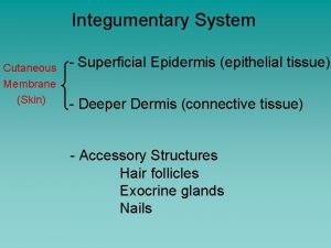 Integumentary System Cutaneous Membrane Skin Superficial Epidermis epithelial