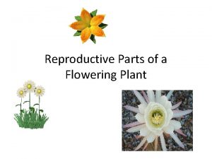 Reproductive Parts of a Flowering Plant Flowers contain