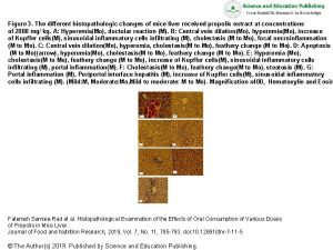 Figure 3 The different histopathologic changes of mice