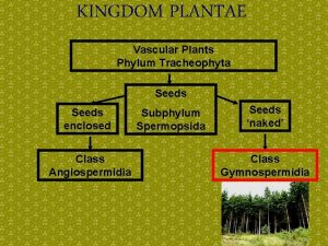 KINGDOM PLANTAE Vascular Plants Phylum Tracheophyta Seeds enclosed