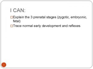 I CAN Explain the 3 prenatal stages zygotic