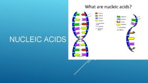 NUCLEIC ACIDS Polymer Nucleic Acids Monomer Nucleotide RNA