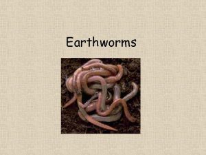 Earthworms What do worms look like soft slimy