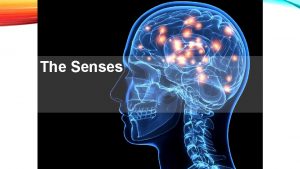 The Senses Introduction Senses of the Body SIGHT