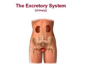 The Excretory System Urinary Male Urinary tract Female