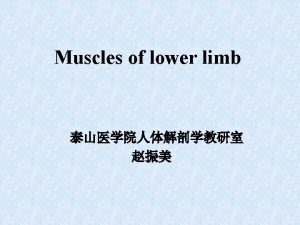 Tensor fasciae latae Posterior group Gluteus maximus Origin