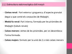 2 2 Estructura microscpica del rony Crtex renal