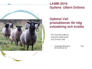 LAMM 2019 Gyllene Uttern Grnna Optimal Vall produktionen