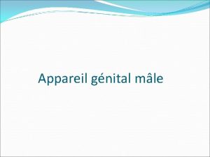 Appareil gnital mle Introduction Lappareil gnitale mle comporte