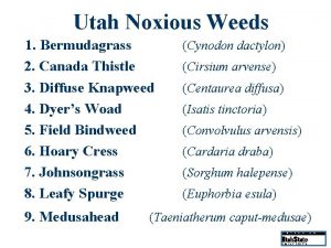 Utah Noxious Weeds 1 Bermudagrass 2 Canada Thistle