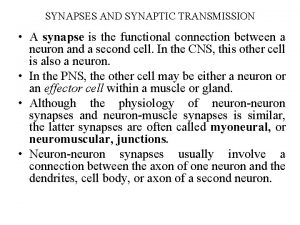 SYNAPSES AND SYNAPTIC TRANSMISSION A synapse is the