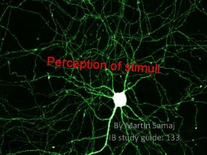 Perception of stim uli By Martin Samaj IB