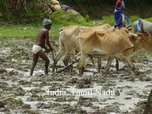 India Tamil Nadu 2005 2007 Tsunami Earth aid