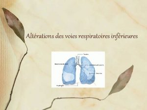 Altrations des voies respiratoires infrieures Bronchite La bronchite