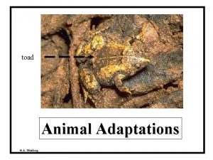 toad Animal Adaptations A Weinberg Have you ever