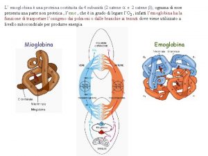 L emoglobina una proteina costituita da 4 subunit