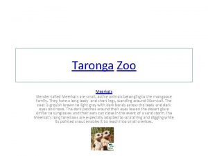 Taronga Zoo Meerkats Slendertailed Meerkats are small active