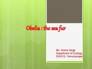 Obelia the sea fur Ms Sneha Singh Department