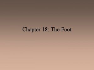 Chapter 18 The Foot Arches of the Foot