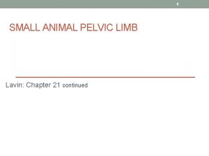 1 SMALL ANIMAL PELVIC LIMB Lavin Chapter 21