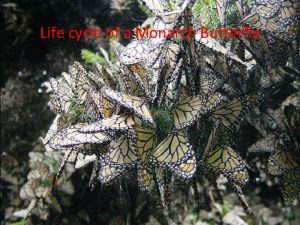 Life cycle of a Monarch Butterfly This is