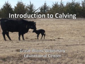 Introduction to Calving Great Plains Veterinary Educational Center