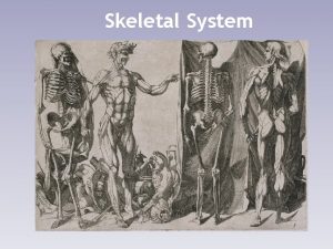 Skeletal System Functions of the Skeletal System Supports