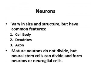 Neurons Vary in size and structure but have