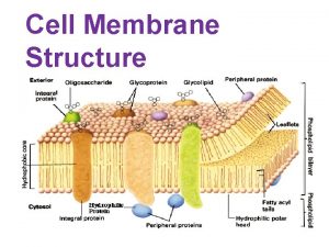 Cell Membrane Structure The Cell Membrane We want