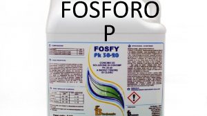 FOSFORO P Phosphoros Portatore di luce Hennig Brand