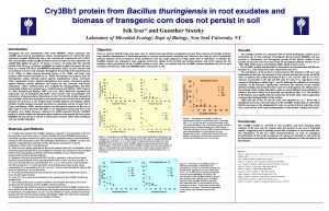 Cry 3 Bb 1 protein from Bacillus thuringiensis