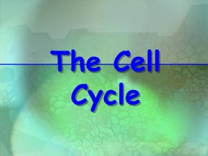 The Cell Cycle 1 Cell Division All cells