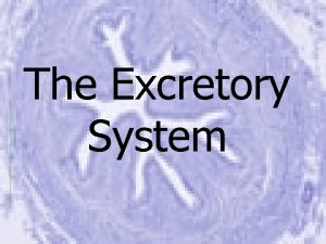 The Excretory System Excretory System Why do our