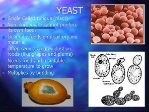 YEAST n n n Single Celled fungus plant