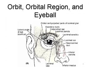 Orbit Orbital Region and Eyeball G LUFUKUJA 1