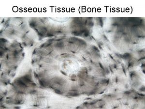 Osseous Tissue Bone Tissue Classification of Bone by