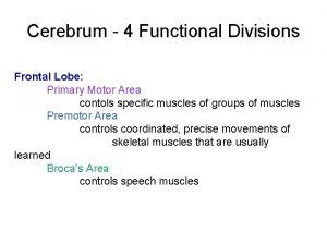 Cerebrum 4 Functional Divisions Frontal Lobe Primary Motor