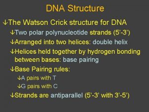 DNA Structure The Watson Crick structure for DNA