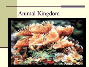 Animal Kingdom Characteristics of animals n Multicellular n